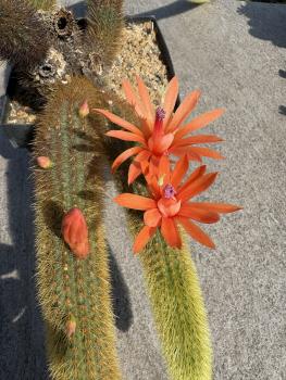 Cleistocactus winteri